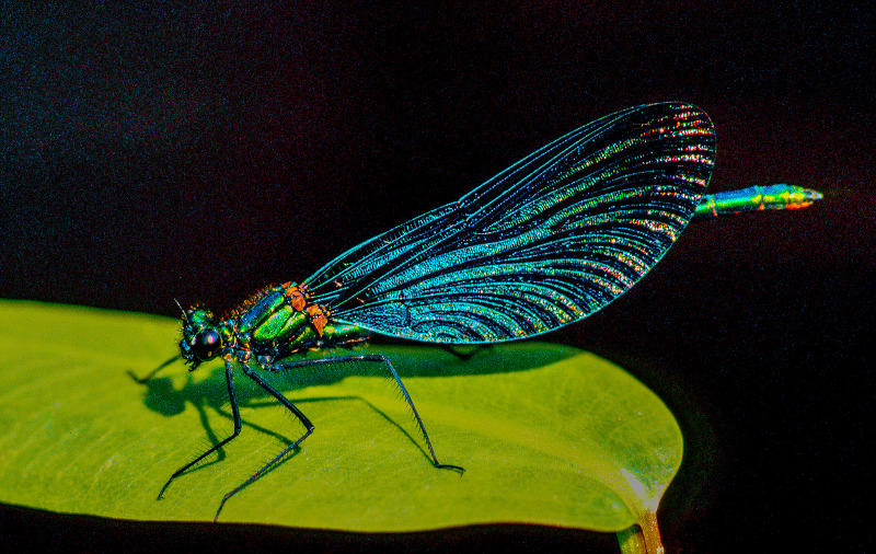 Neidonkorento