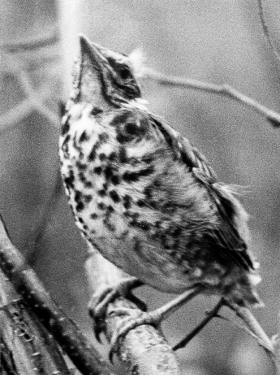 Young Turdus iliacus (Contax III Sonnar 50 mm f/1,5) © Risto Lounema Turdus iliacus