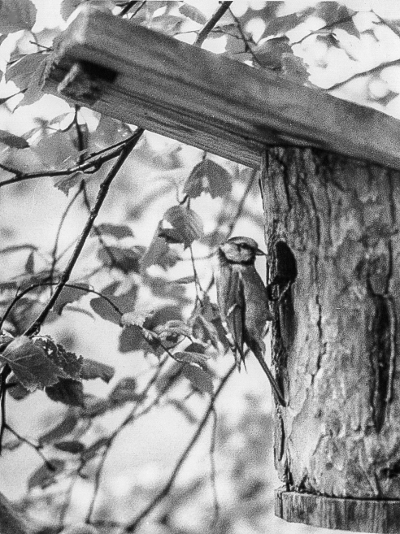 Parus caeruleus (Contax III Sonnar 50 mm f/1,5) © Risto Lounema Parus caeruleus